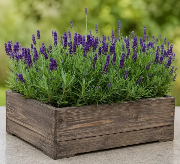 English Lavender Anna