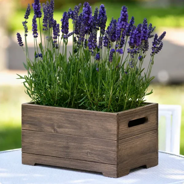 English Lavender Blue Spear