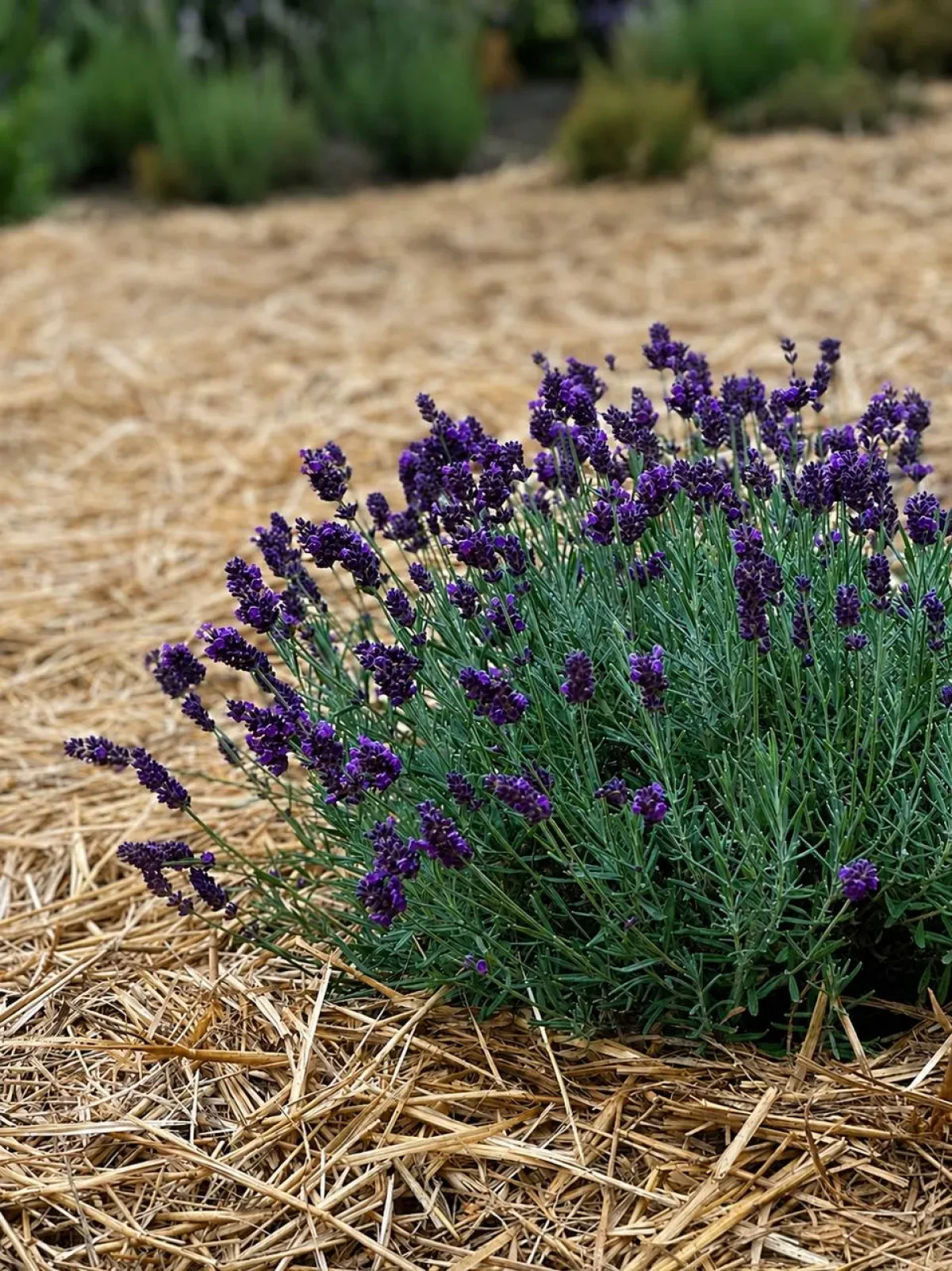 Лаванда Valence Dark Violet