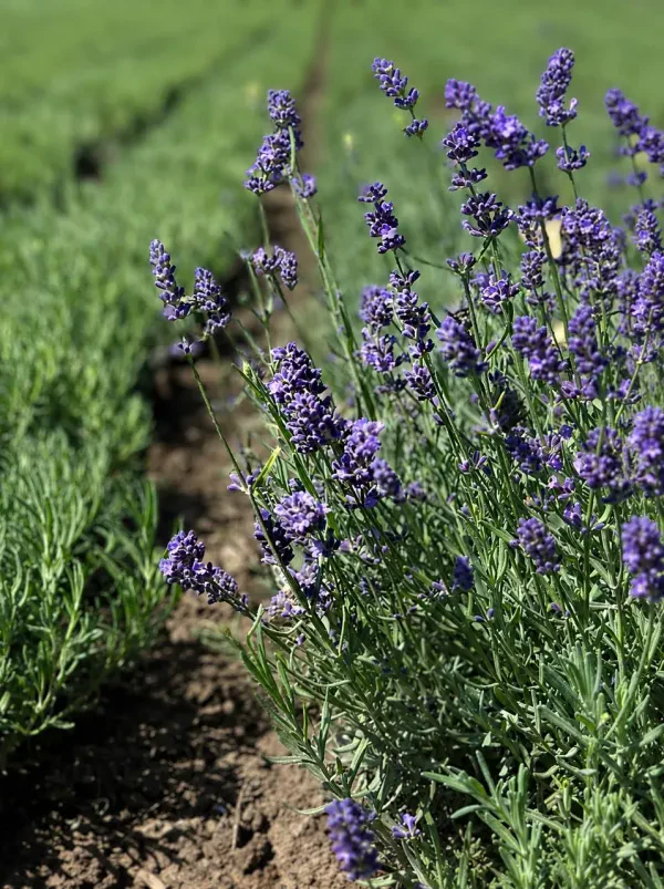 English Lavender Essence Purple