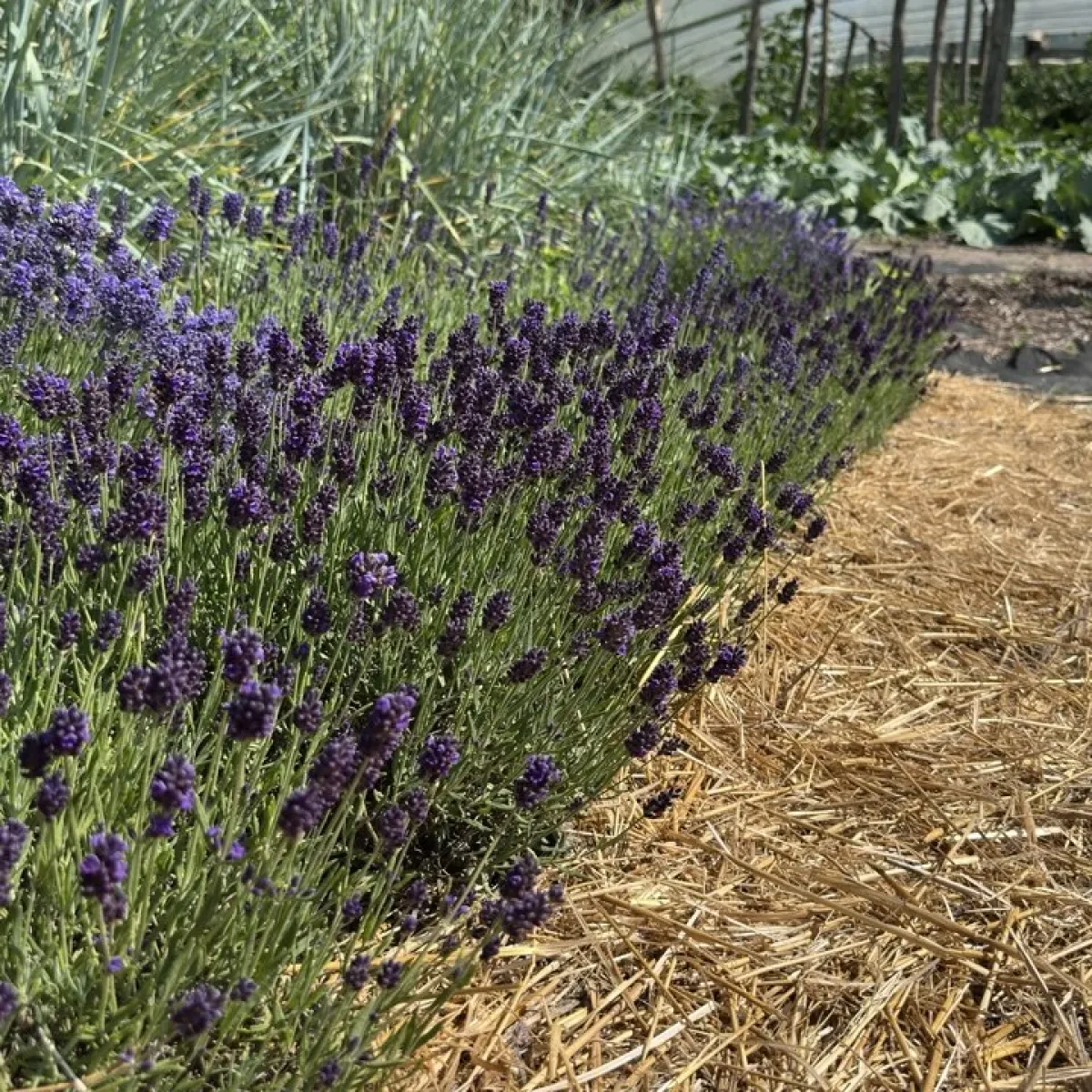 Лаванда Valence Dark Violet