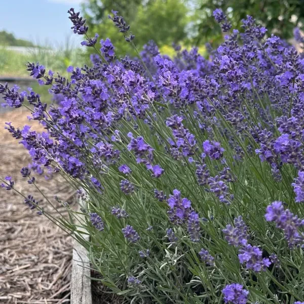 Лаванда Essence Purple