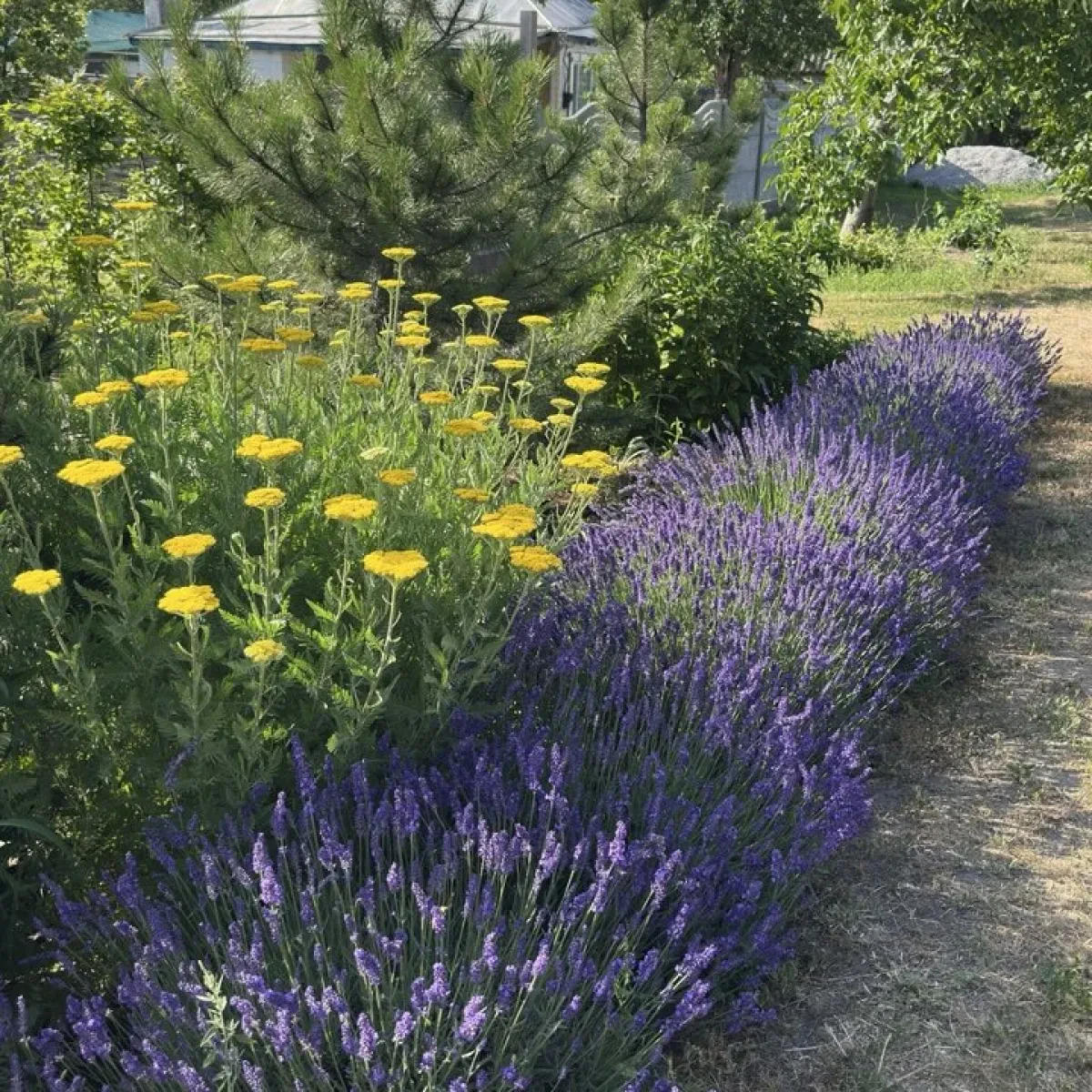 Classic Lavender Border Set