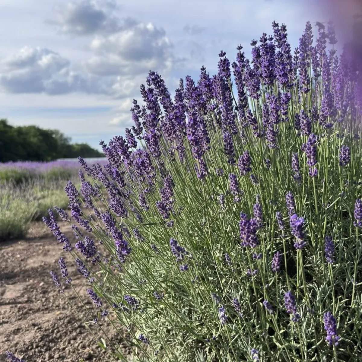 English Lavender Anna