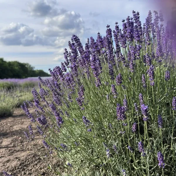 English Lavender Anna