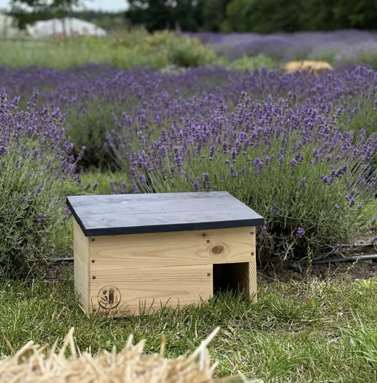 Hedgehog House